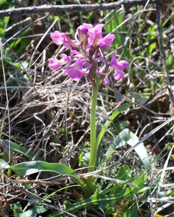 Orchis morio  x O. papilionacea (Orchis x gennarii) ...e...